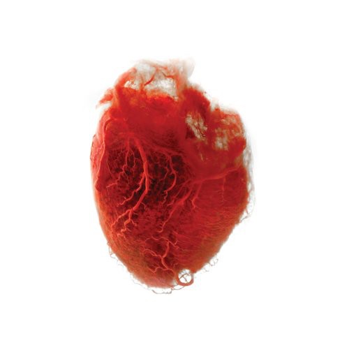 the album cover for Akron/Family - Love Is Simple