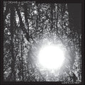 the album cover for Six Organs Of Admittance - Luminous Night