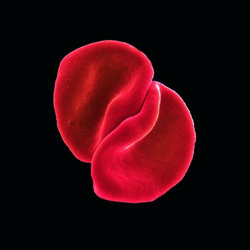 the album cover for Peter Gabriel - Scratch My Back