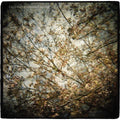 the album cover for Horse Feathers - Thistled Spring