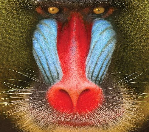 the album cover for Suckers - Wild Smile
