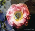 the album cover for Kristin Hersh - Crooked [Digipak]