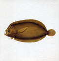 the album cover for Blue Water White Death - Blue Water White Death