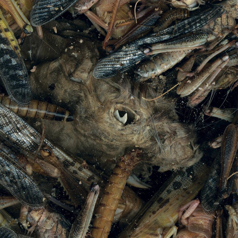 the album cover for Hessian - Manegarmr