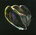 the album cover for Tom Trago - Iris