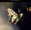 the album cover for Amon Tobin - Isam