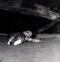 the album cover for Cicciolina Holocaust/Sermonize - Albeit Albeit/Sibelius Spiders