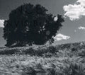 the album cover for Ancestors - Invisible White
