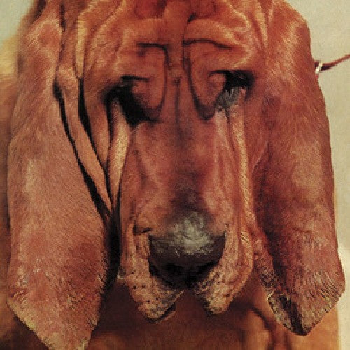 the album cover for Ty Segall - Goodbye Bread