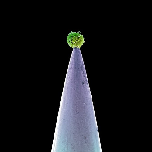the album cover for Peter Gabriel - New Blood