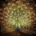 the album cover for Ani DiFranco - Which Side Are You On?