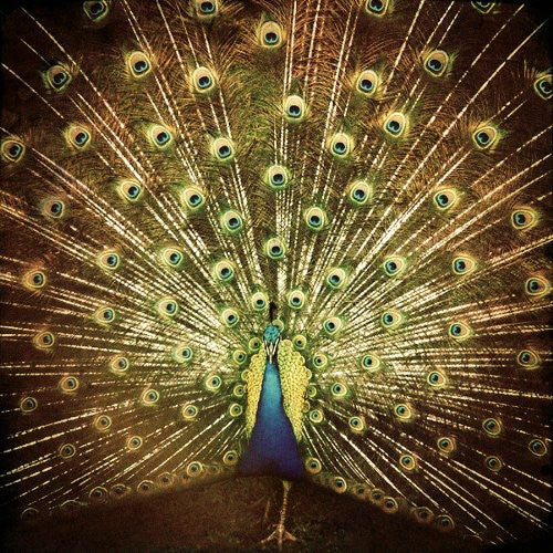 the album cover for Ani DiFranco - Which Side Are You On?