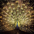 the album cover for Ani DiFranco - Which Side Are You On? [LP]