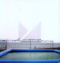 the album cover for Raffertie - Mass Appeal