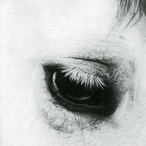 the album cover for Creepoid - Horse Heaven