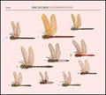 the album cover for Liftmen - Luftwaffe Pond [Import]