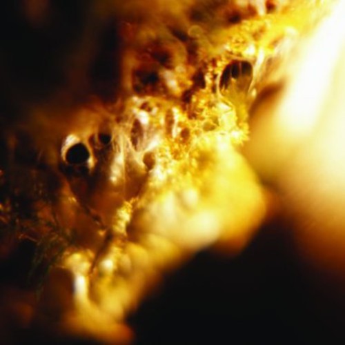 the album cover for Jodis - Black Curtain