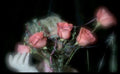 the album cover for Profligate - Videotape