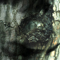 the album cover for Yann Tiersen - La Valse Des Monstres