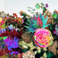 the album cover for Darkstar - News from Nowhere