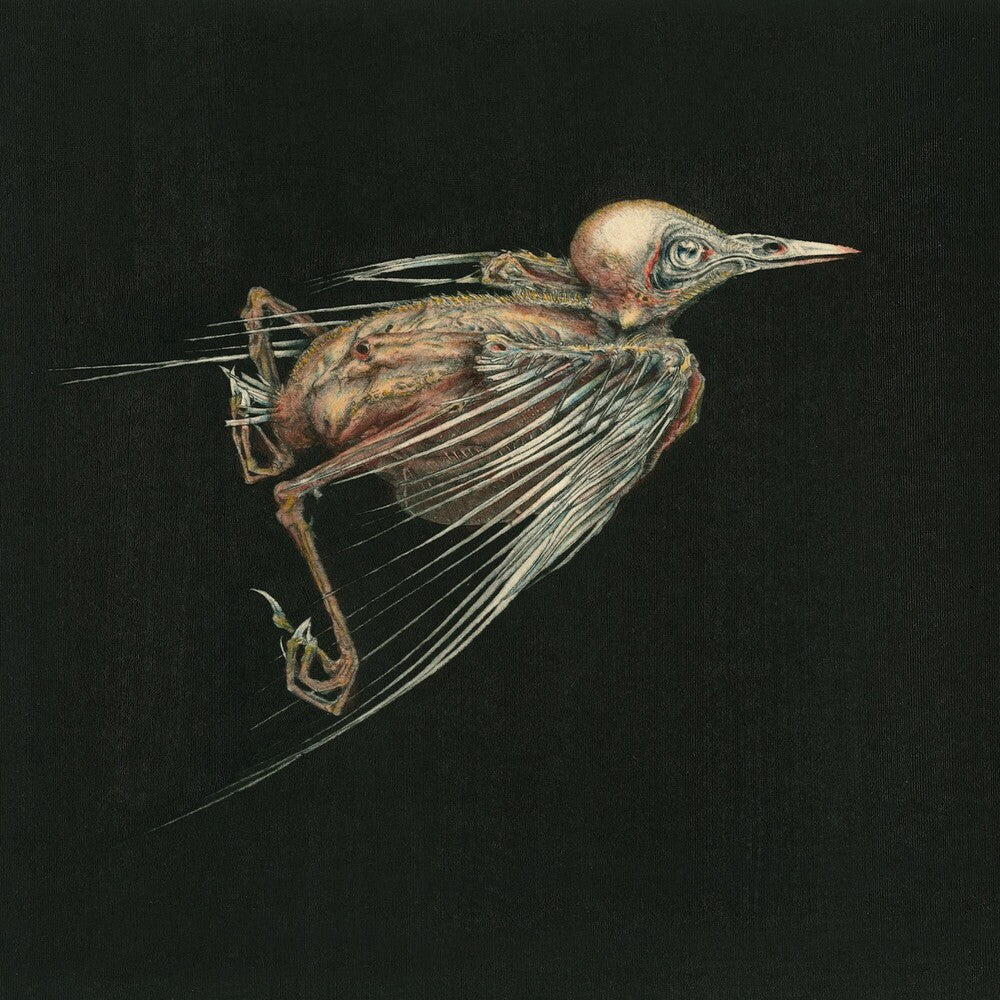 the album cover for Jenny Hval - Meshes Of Voice