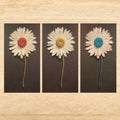the album cover for Telemachus - In the Evening