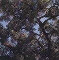 the album cover for Charles Manson - Trees