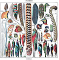 the album cover for Ginnels - Plumes