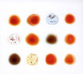 the album cover for Peter Gabriel - Scratch My Back & I'll Scratch Yours [Limited Edition]