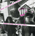 the album cover for Cabaret Voltaire - The Voice Of America