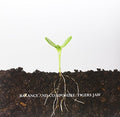 the album cover for Tigers Jaw - Balance & Composure