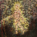 the album cover for Pyrrhon - The Mother Of Virtues
