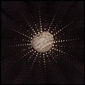 the album cover for Nat Baldwin - In the Hollows