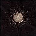 the album cover for Nat Baldwin - In the Hollows