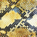 the album cover for Amazing Snakeheads - Amphetamine Ballads