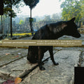 the album cover for Keiji Haino - Only Wanting to Melt Beautifully Away Is It a Lack