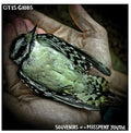 the album cover for Otis Gibbs - Souvenirs of a Misspent Youth