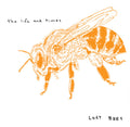 the album cover for The Life And Times - Lost Bees