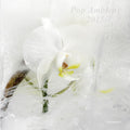 the album cover for Pop Ambient 2015 / Various W/Cd - Pop Ambient 2015 / Various