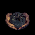 the album cover for Buck Gooter - Spiders Eyes