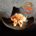 the album cover for Johnny Winter - Remembrance Volume 1 [Limited Edition Box Set]