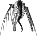the album cover for Lotic - Heterocetera [Vinyl]