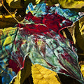 the album cover for Chon - Grow