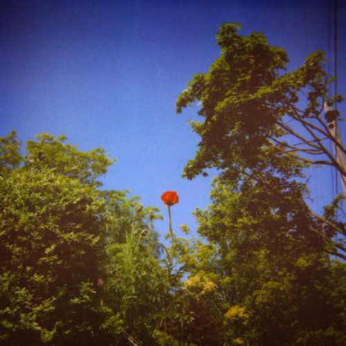 the album cover for Benoit Pioulard - Sonnet