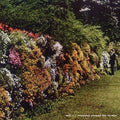 the album cover for Will C - Everyday Around the Cosmos