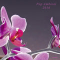 the album cover for Pop Ambient 2016 / Various - Pop Ambient 2016