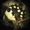 the album cover for Ossicles - Music for Wastelands