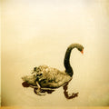 the album cover for Crooked Fingers - Crooked Fingers [Vinyl]