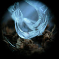 the album cover for Ossicles - Mantelpiece