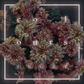 the album cover for Colours - Ivory